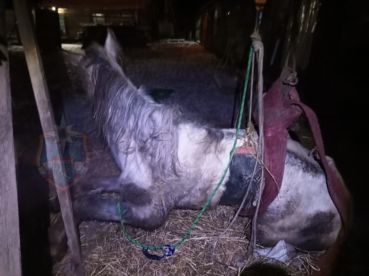 ФОТО и ВИДЕО. В Тосненском районе три часа спасали коня Края