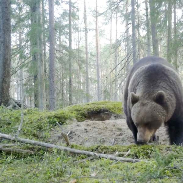 Животный мир Ленинградской области. Апрель – медведи проснулись